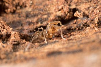 Media type: image;   Invertebrate Zoology 151595